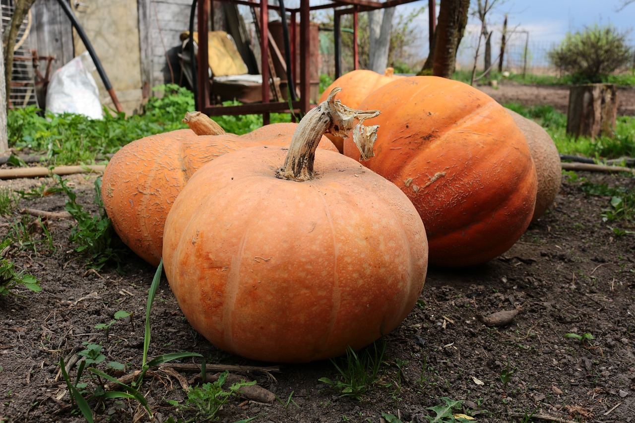 Image - pumpkin vegetable village farm