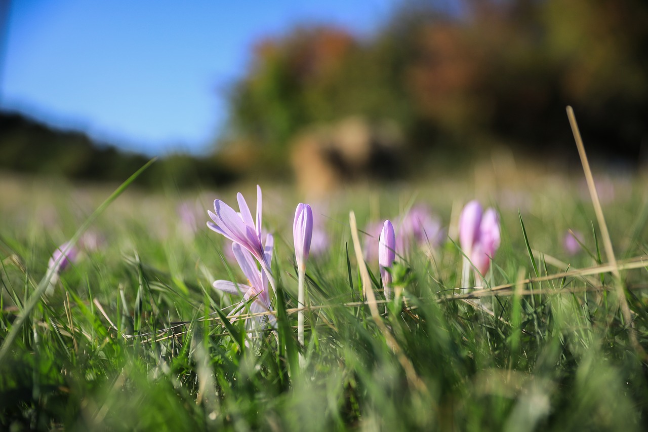 Image - saffron legally protected flower