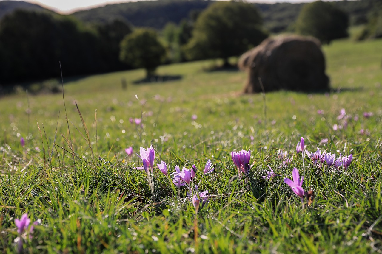 Image - saffron legally protected flower