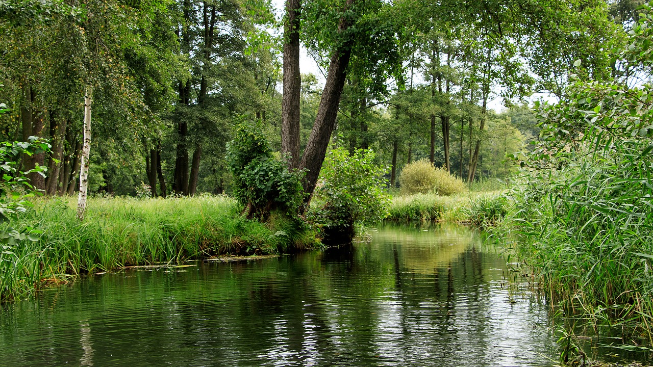 Image - spreewald channels depth trees