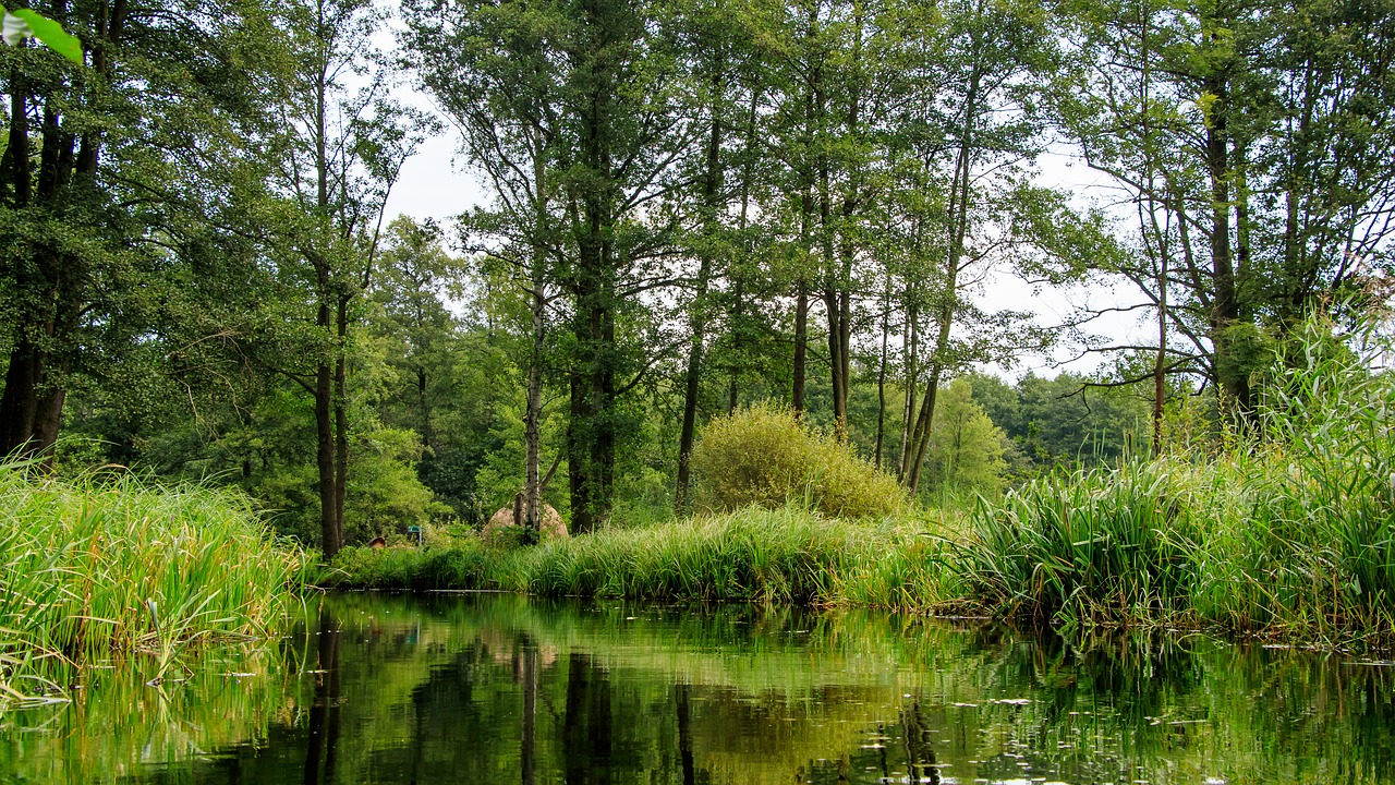 Image - spreewald channels depth trees