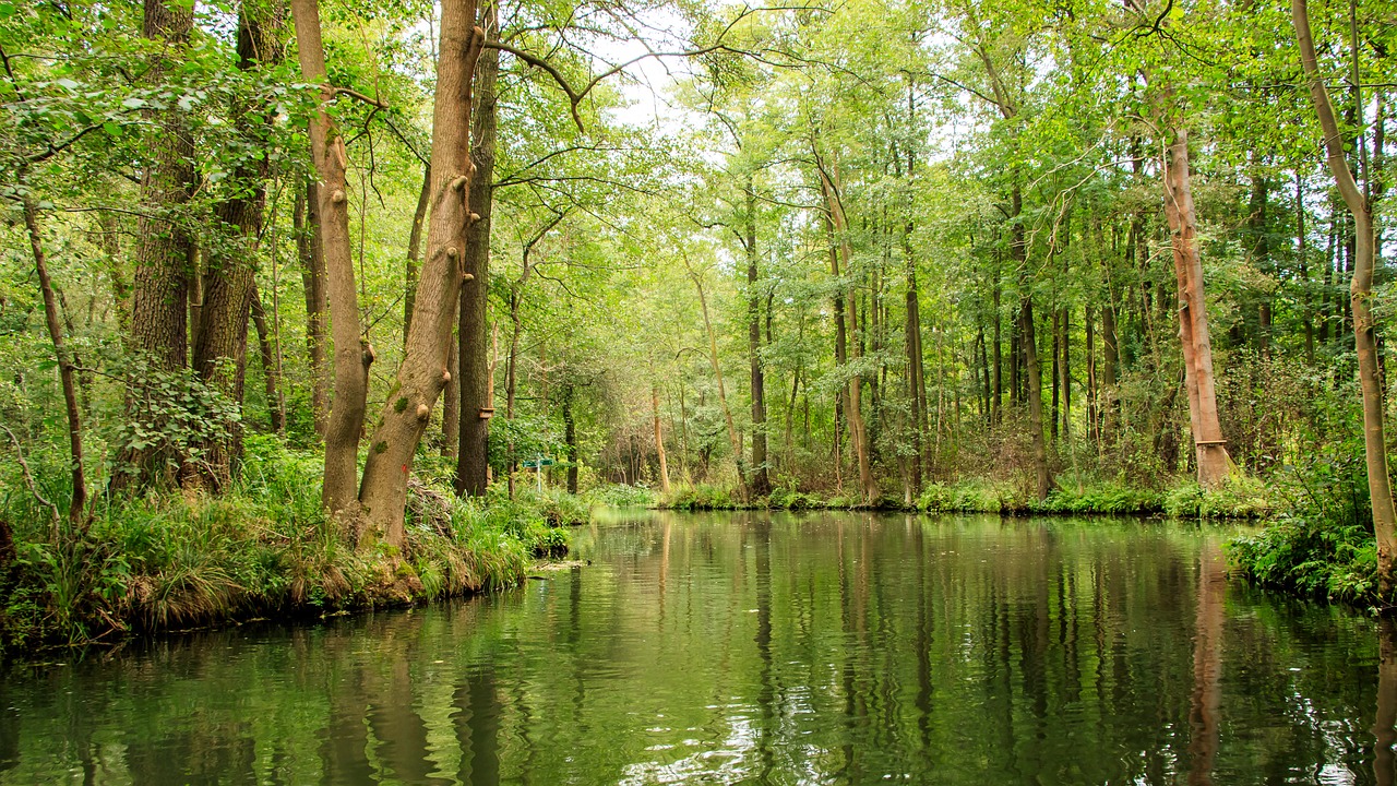 Image - spreewald channels depth trees