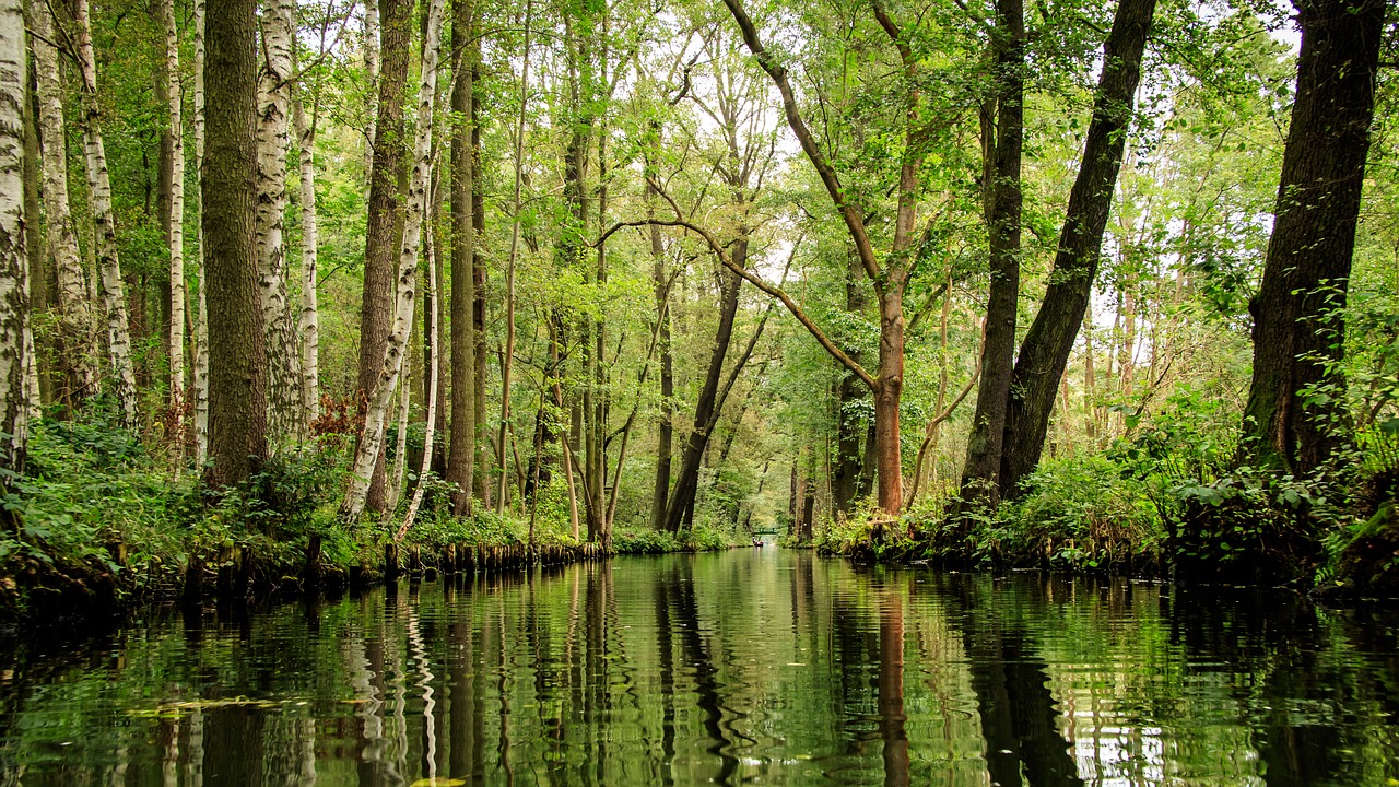 Image - spreewald channels depth trees