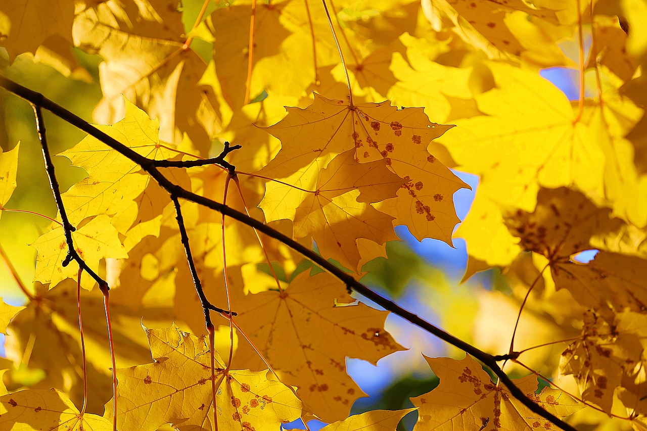 Image - autumn beauty paint leaves yellow