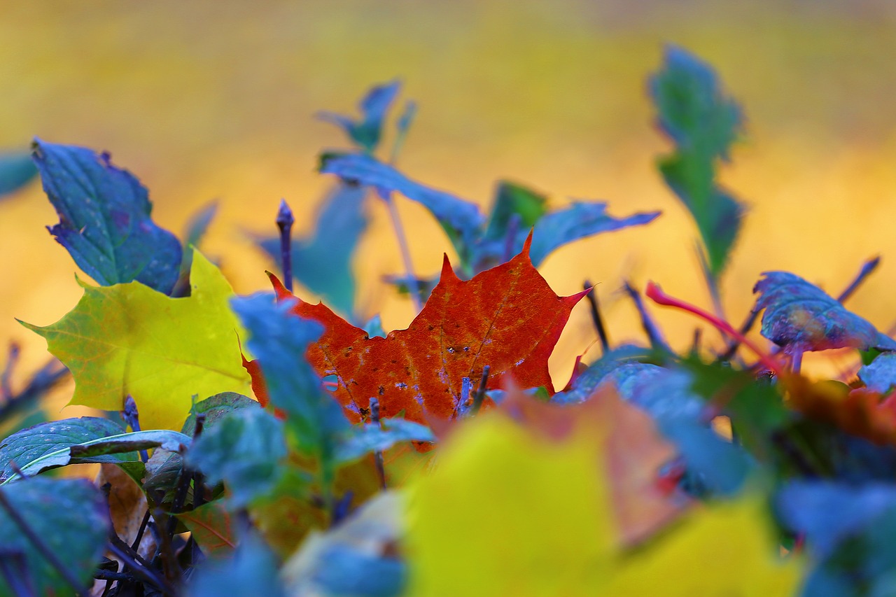 Image - autumn beauty paint leaves yellow