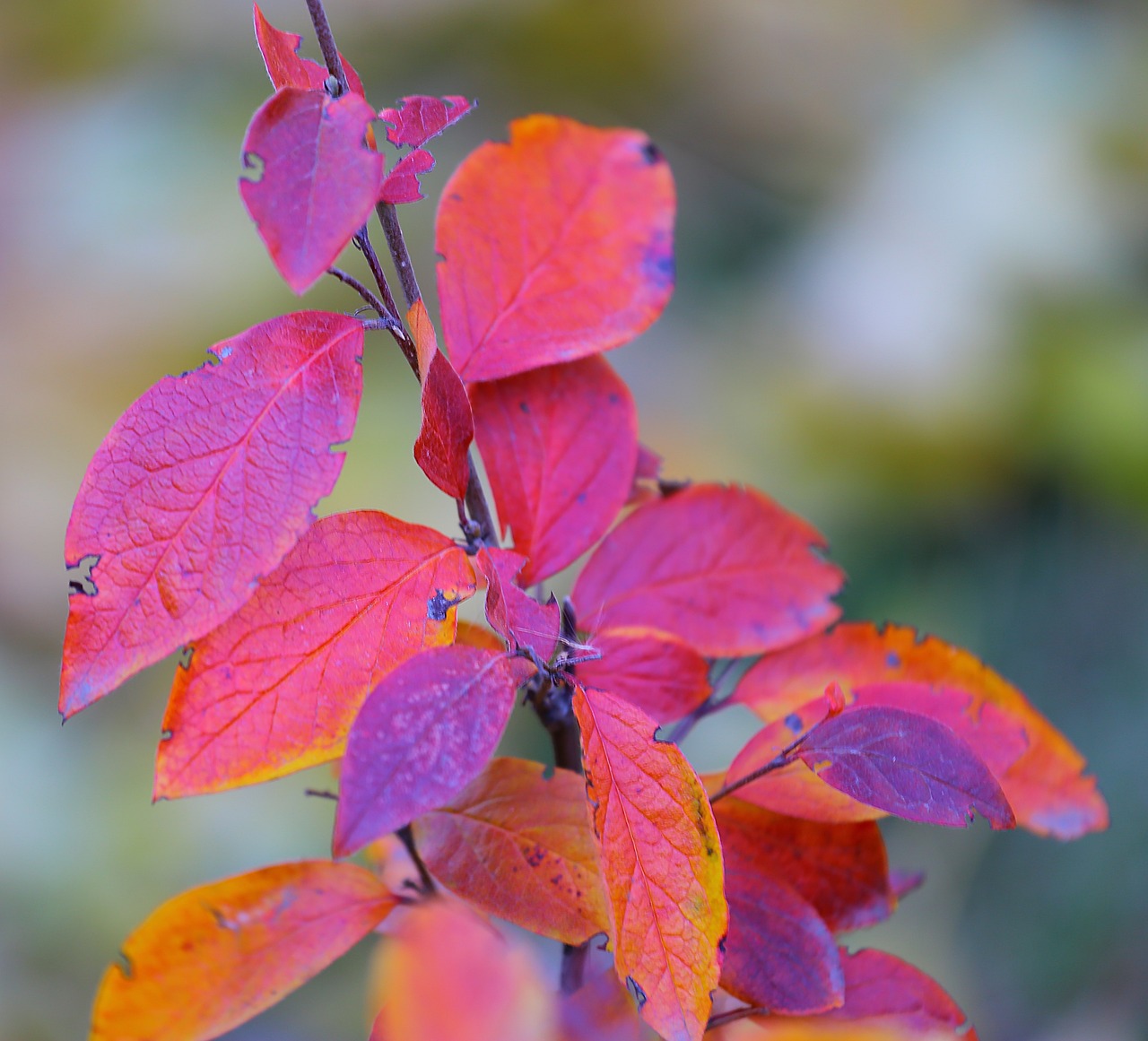 Image - autumn beauty paint leaves yellow