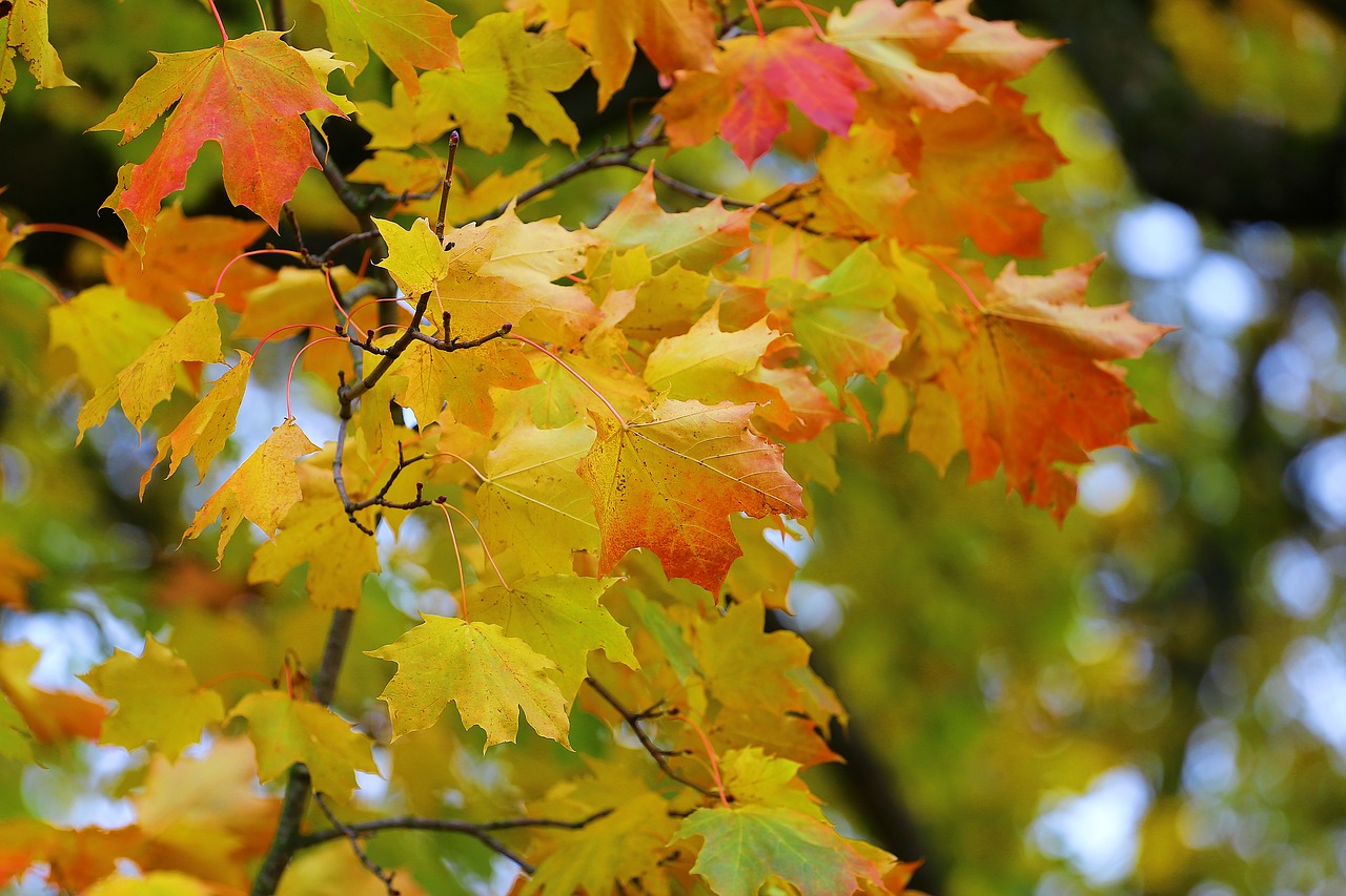 Image - autumn beauty paint leaves yellow