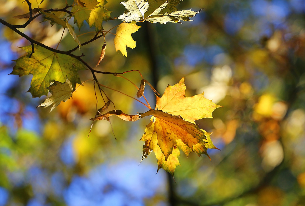 Image - autumn beauty paint leaves yellow