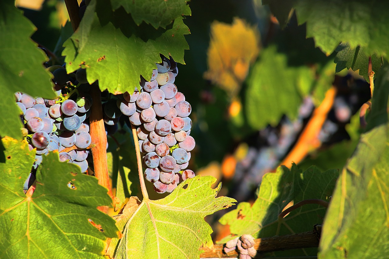 Image - grapes ripe sweet home ukraine