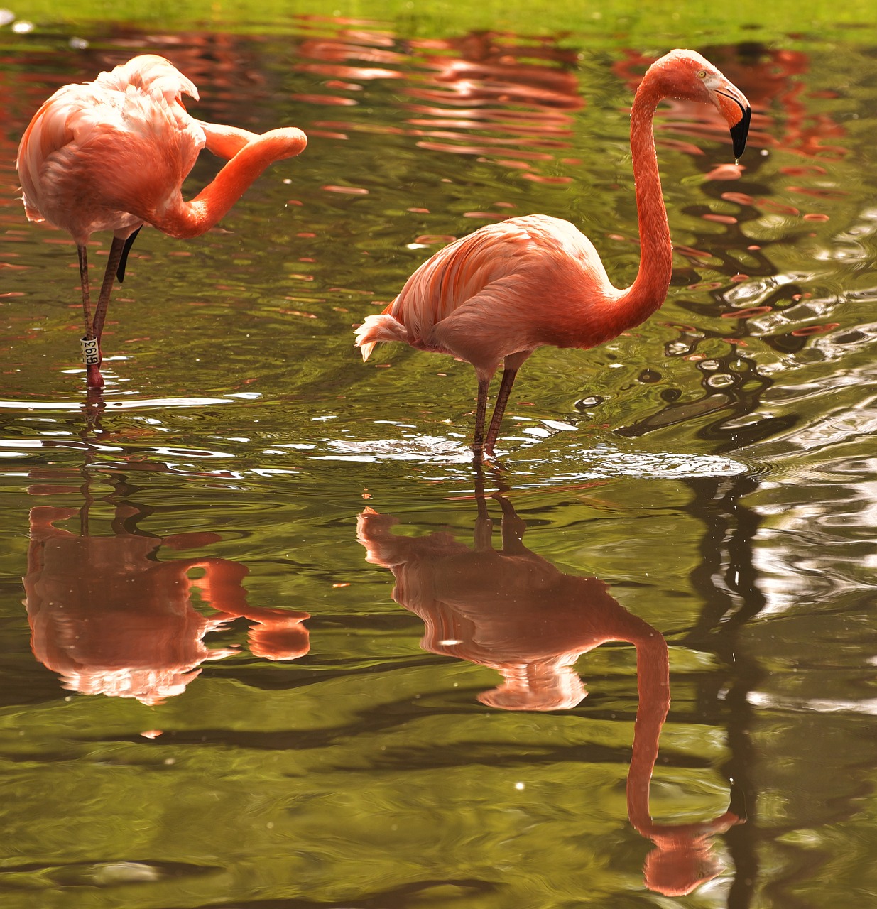 Image - flamingo pink bird water
