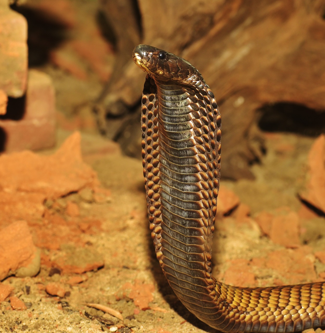 Image - snake cobra toxic reptile animal