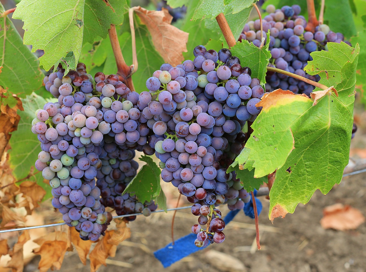 Image - grapes ripe sweet home ukraine