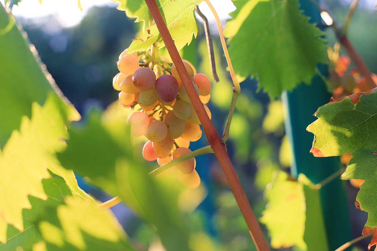 Image - grapes ripe sweet home ukraine