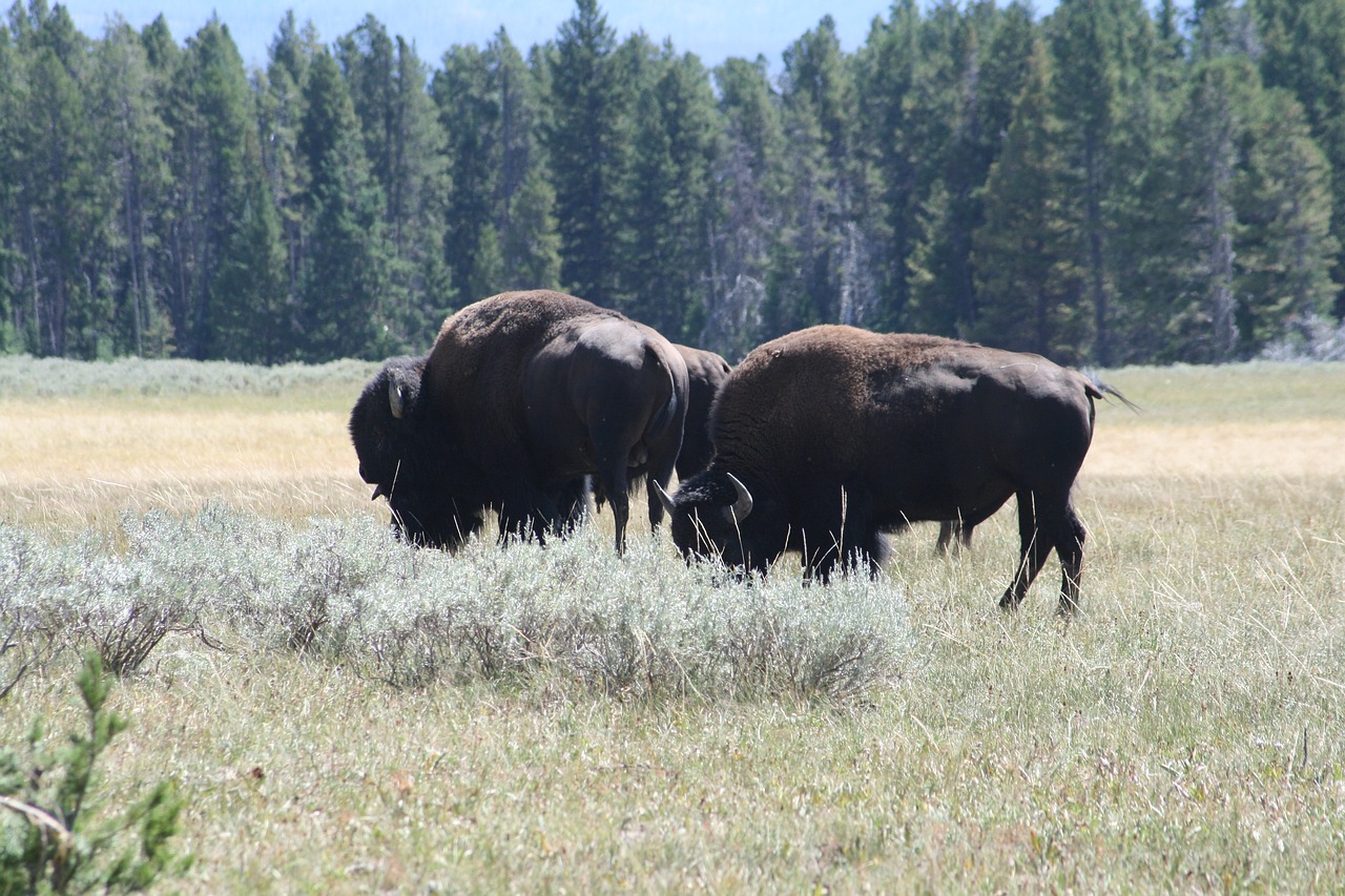 Image - buffalo grazing bison