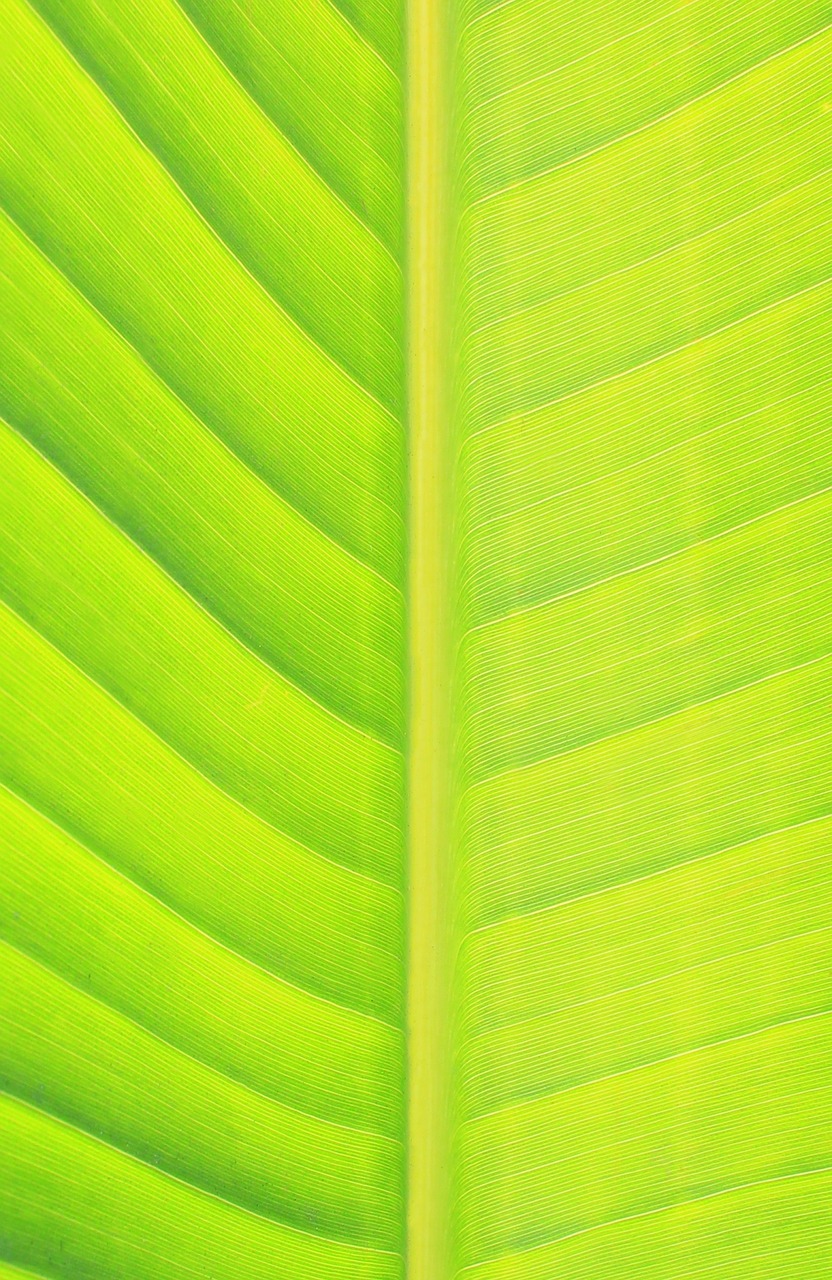 Image - leaf green nature green leaf