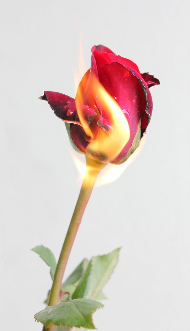 Image - fire rose red romantic hot macro