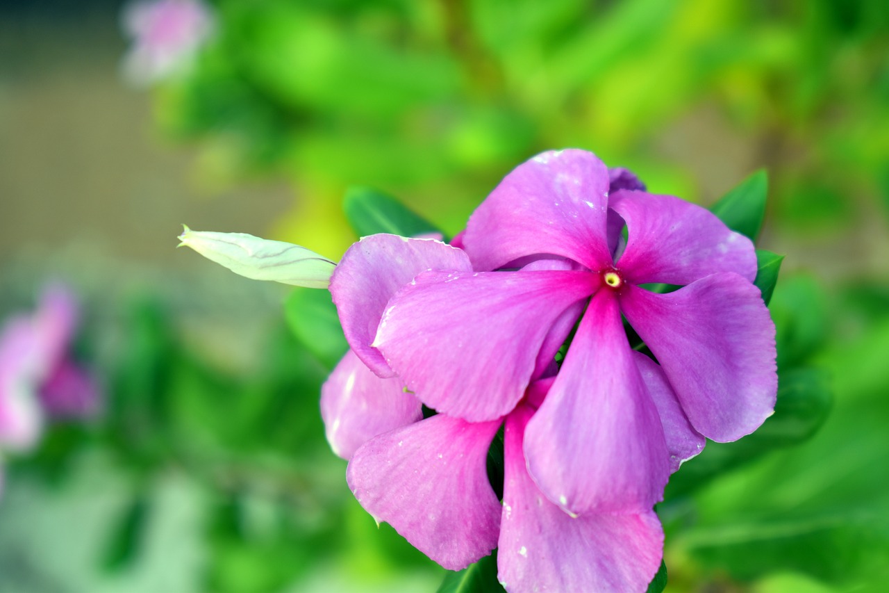 Image - periwinkle flower bud purple