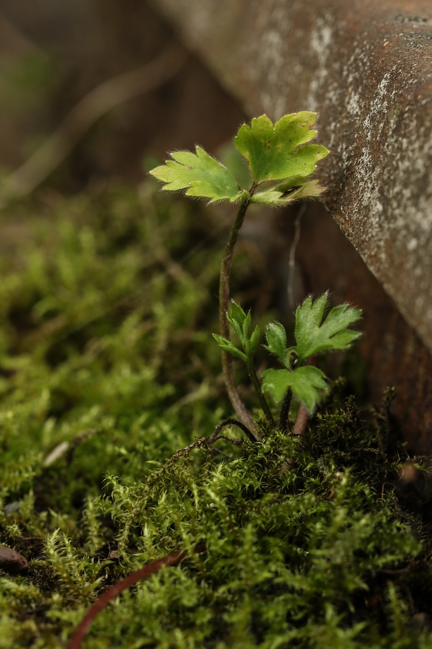 Image - growth small green moss