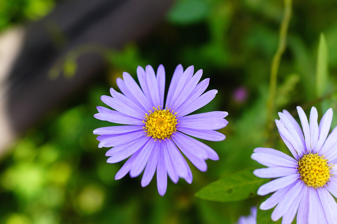 Image - flowers autumn purple wildflower