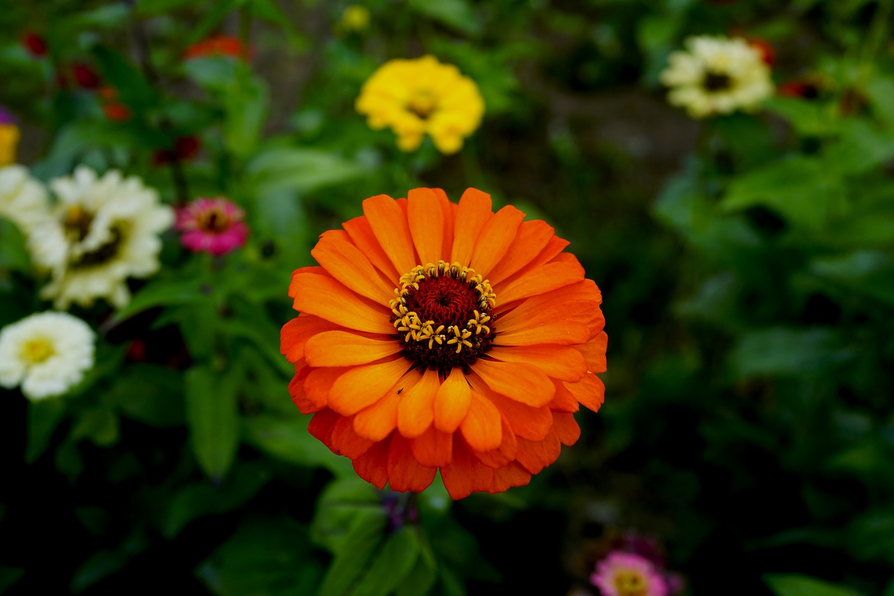 Image - flowers affix orange macro purple