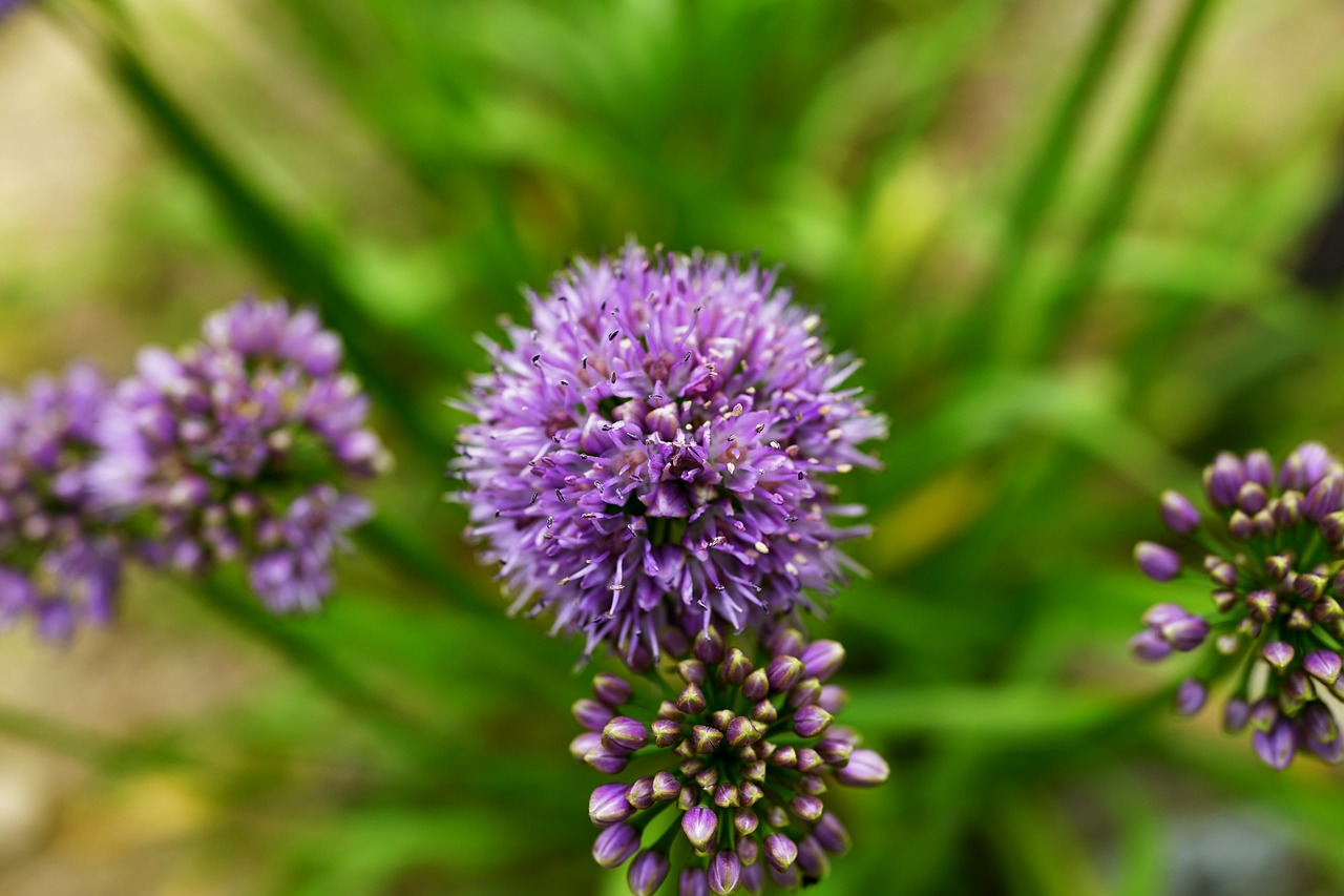 Image - flowers autumn purple petal affix