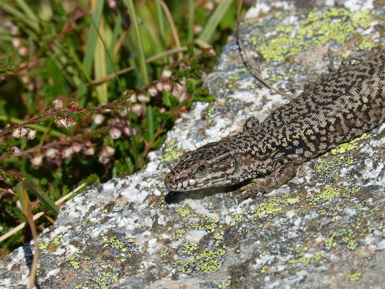 Image - lizard iberian rock lichens