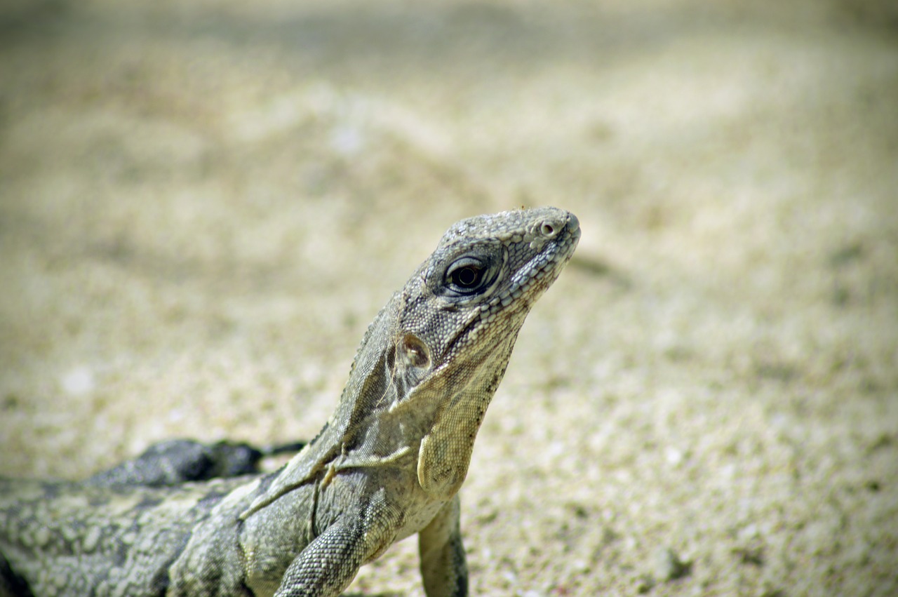 Image - toloc iguana nature animal reptile