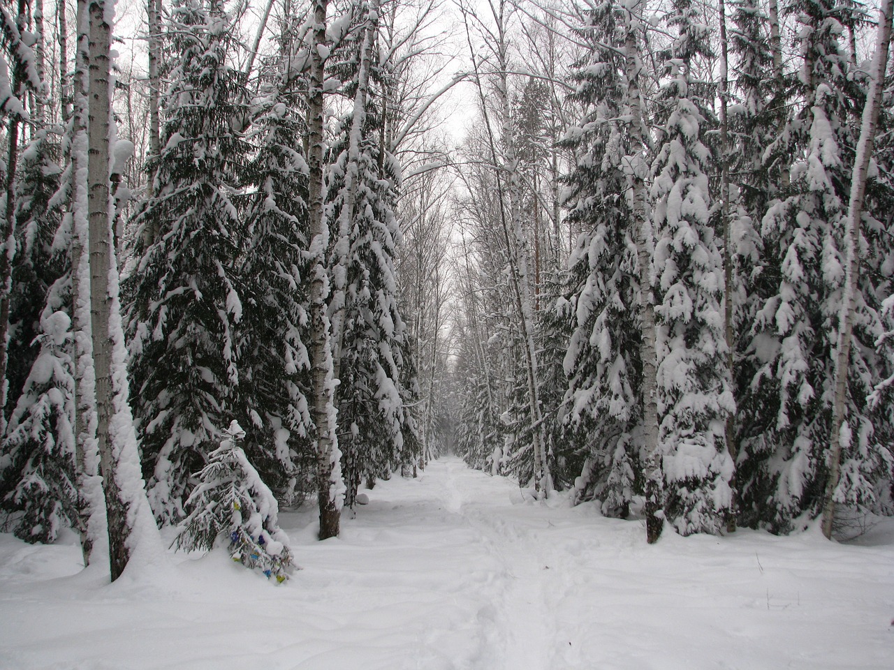 Image - winter forest trail walking