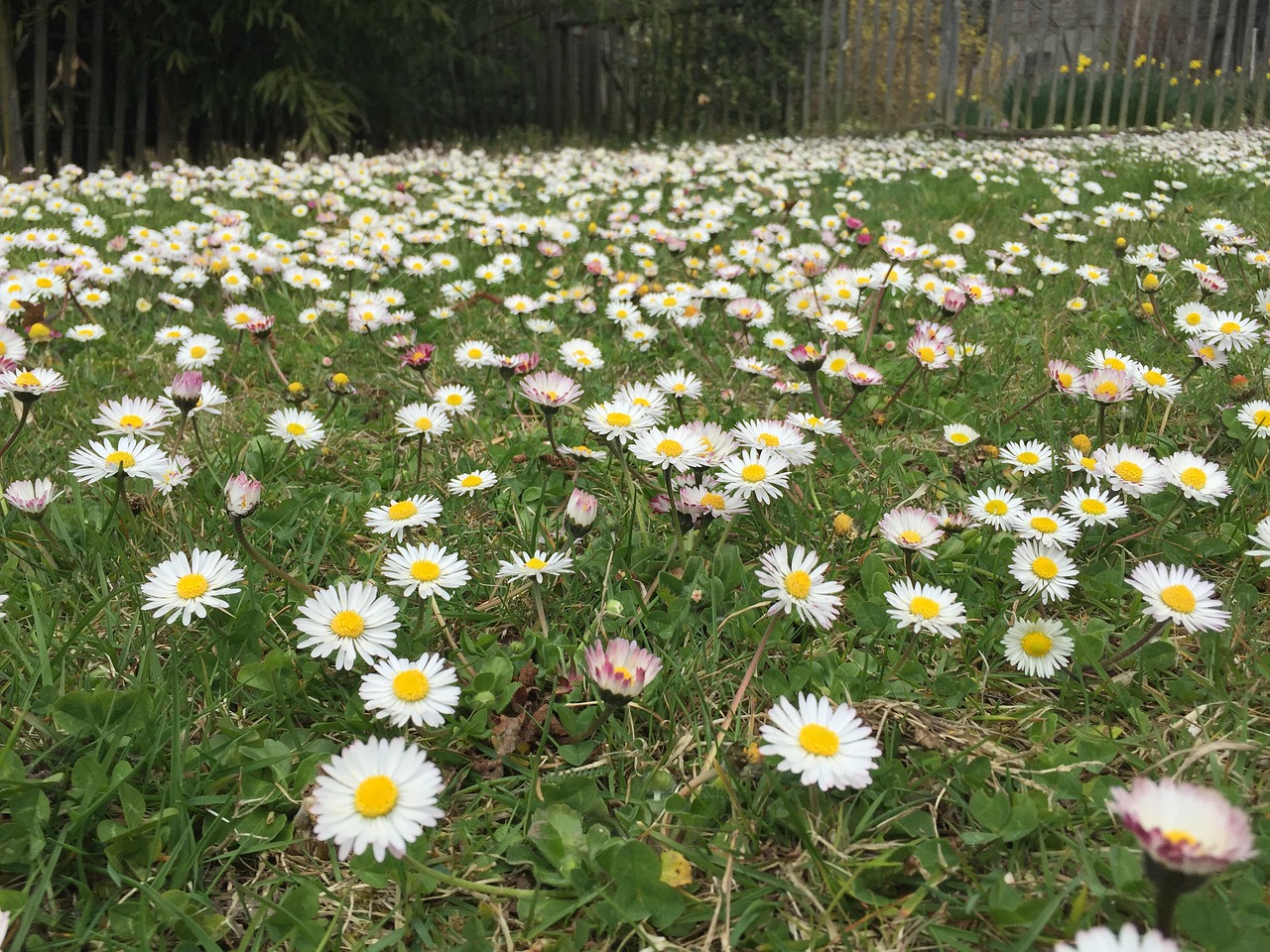 Image - white flower ground summer ground