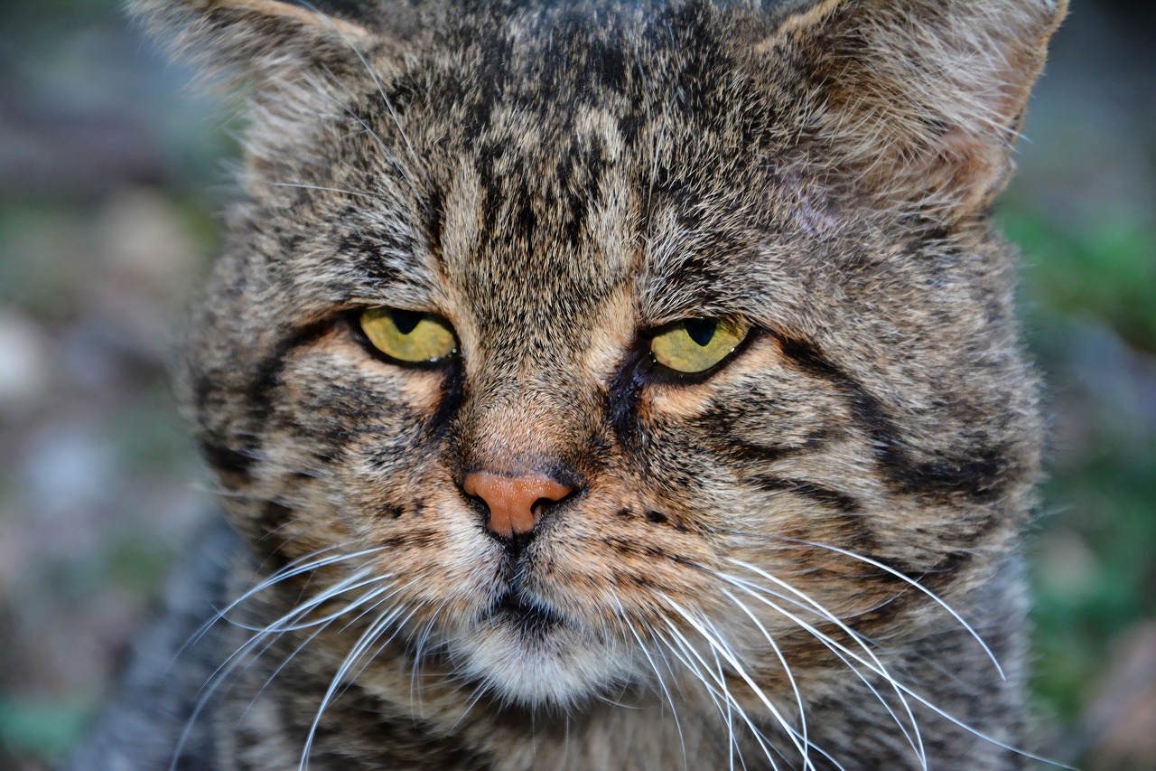 Image - cat pets animal cute sweet