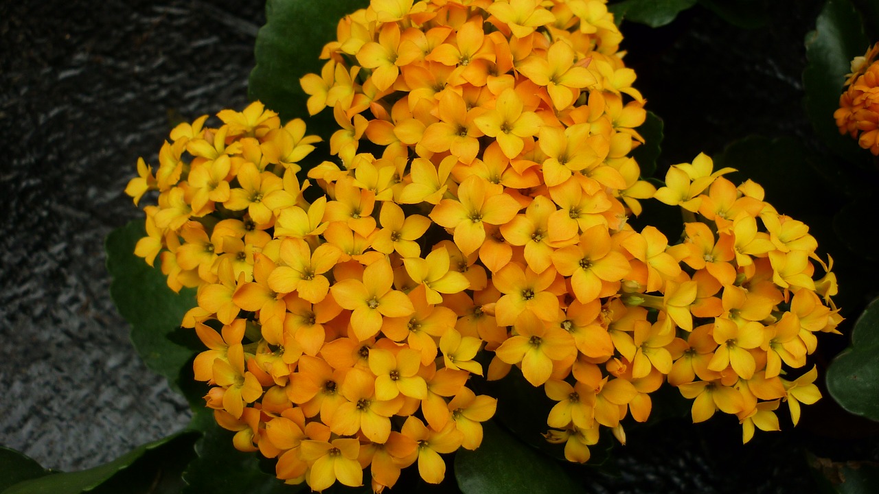 Image - stonecrop flower yellow orange