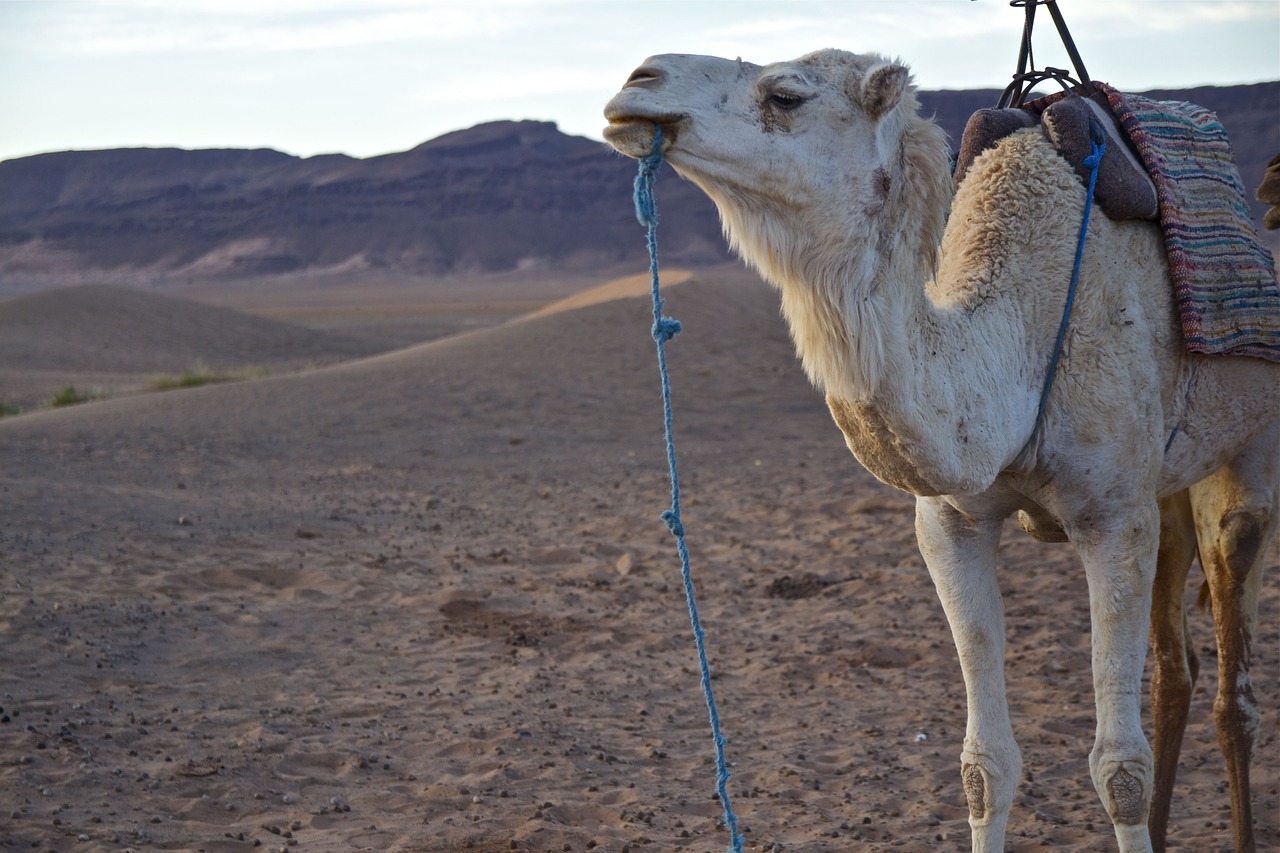 Image - morocco desert nature landscape