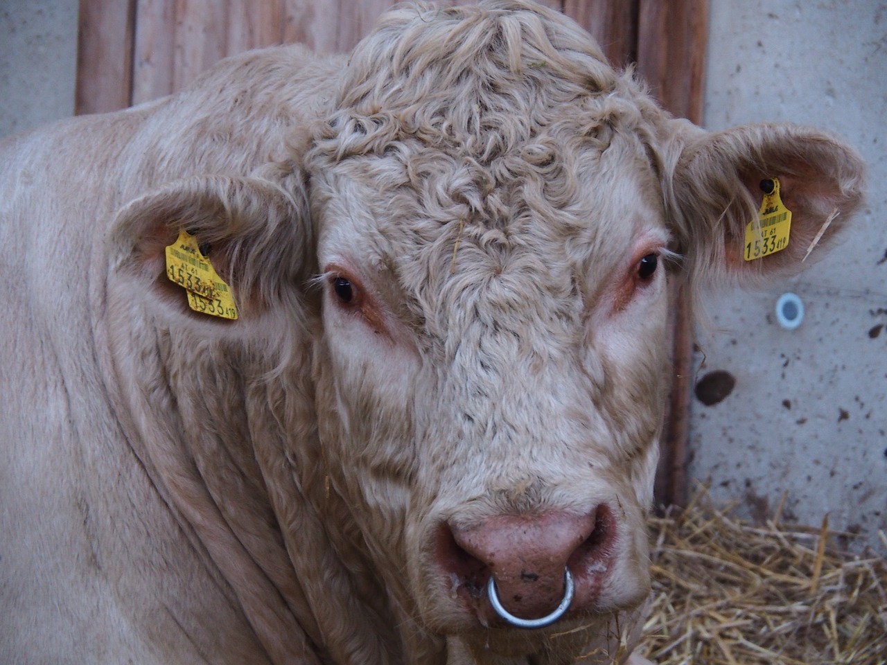 Image - cow beef calf agriculture meat