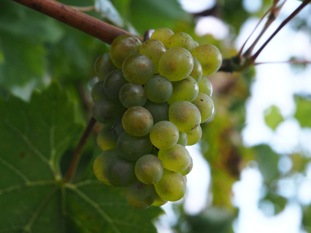 Image - grape fruit bio grapes eat