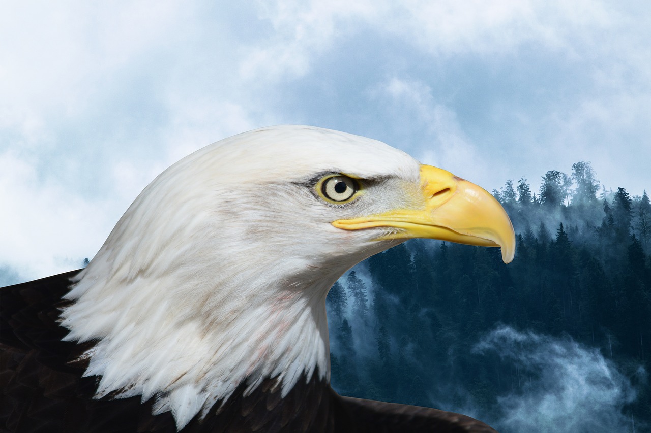 Image - bald eagles adler raptor bird