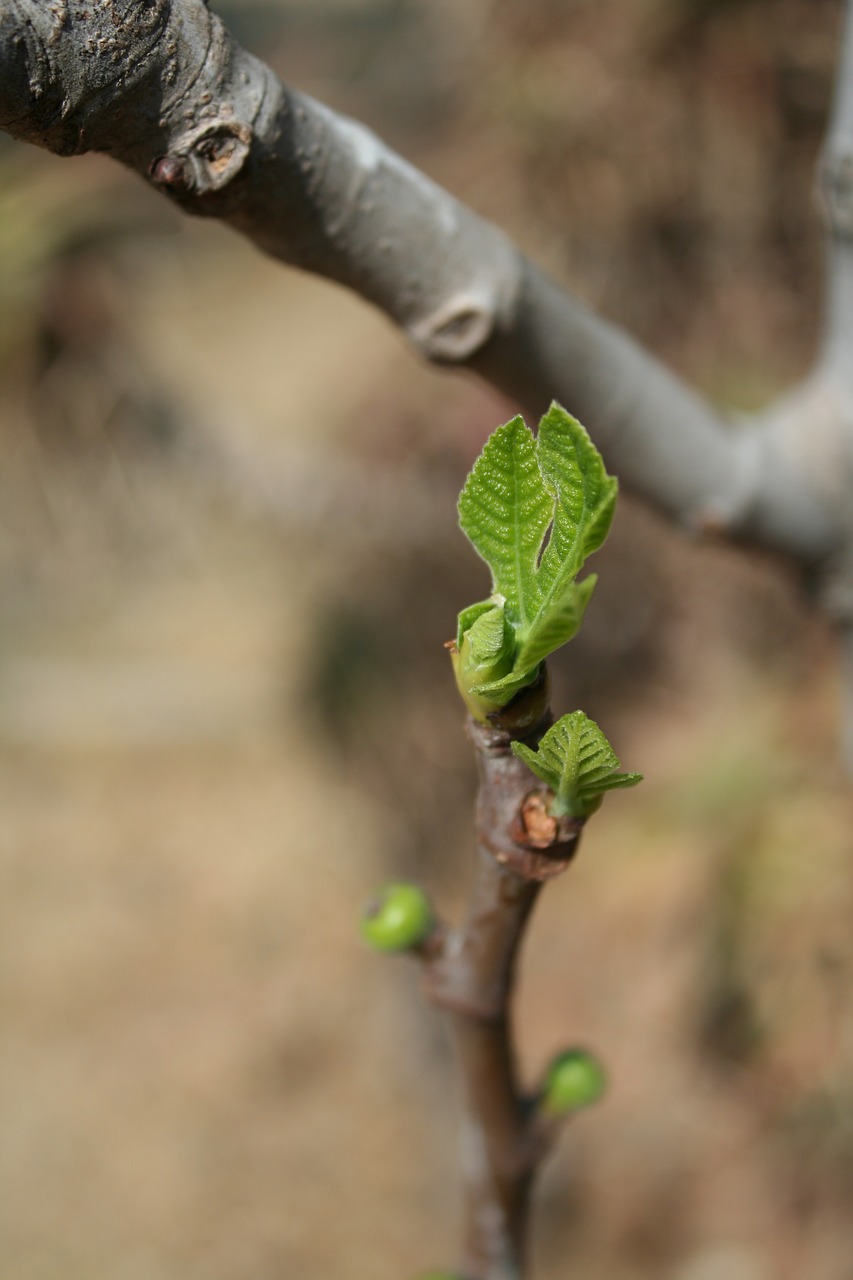 Image - fig tree growing leaf spring macro