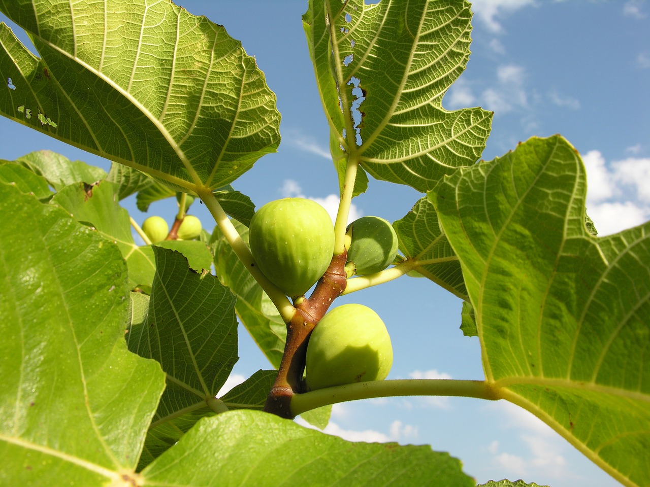 Дерево тома. Италия фиги дерево. Инжир 3d. Fig Plants. Фико фрукт в Италии.