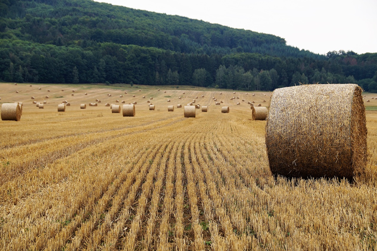 Image - field harvested bale of straw