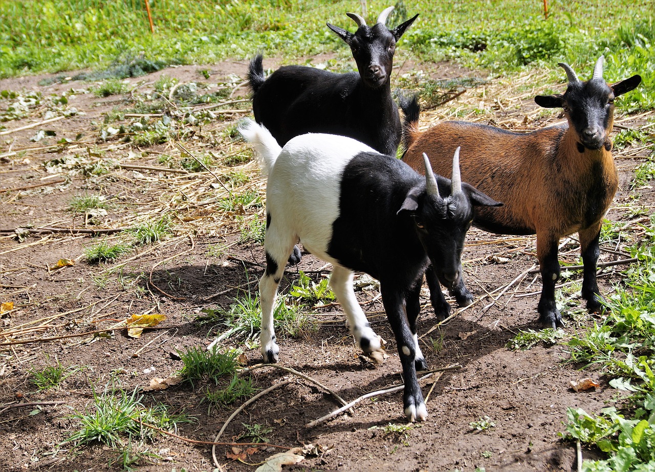 Image - goats goat horned farm economy