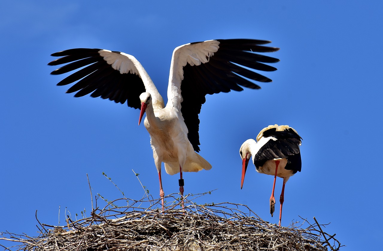 Image - storks pair birds stork fly