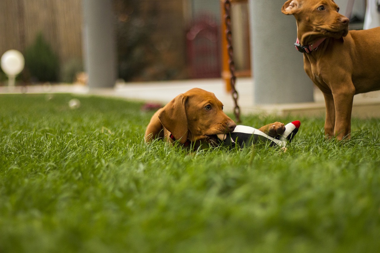 Image - dog a wall garden