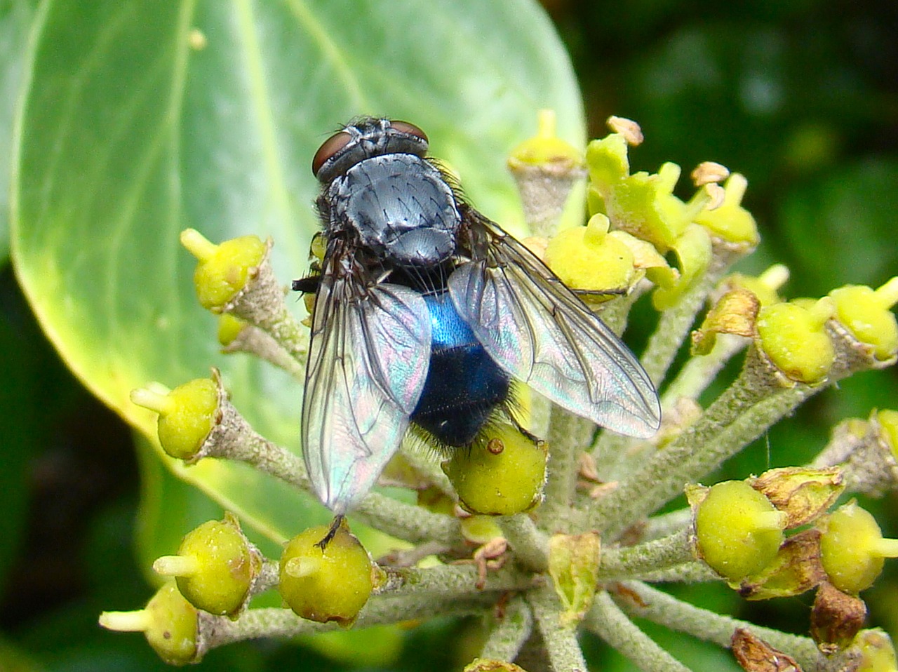 Image - fly bluebottle garden insect bug