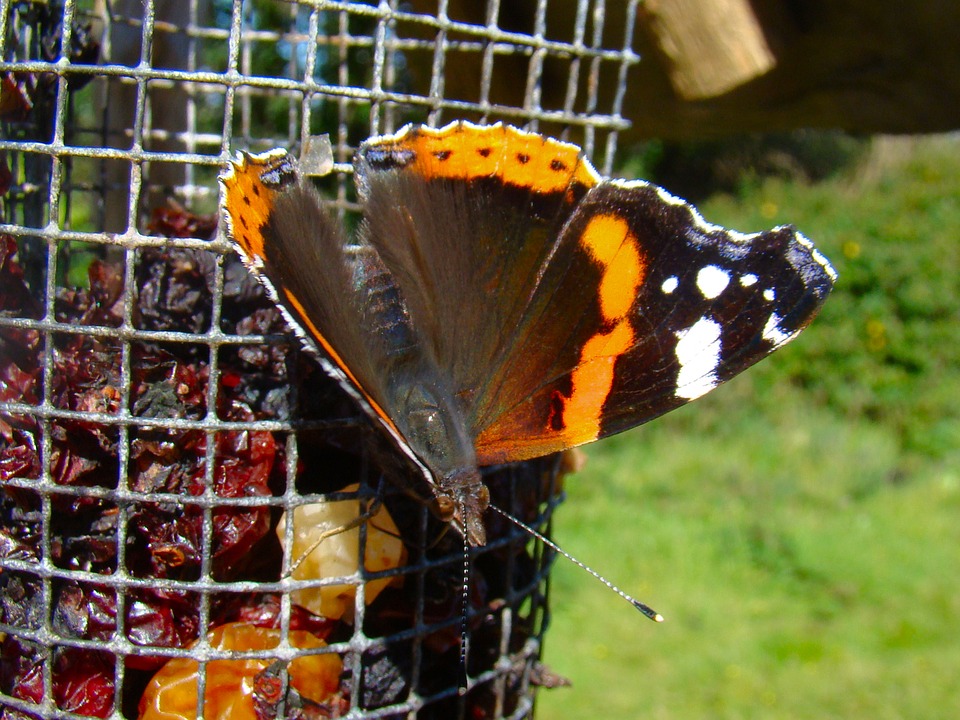 Image - butterfly garden wild nature