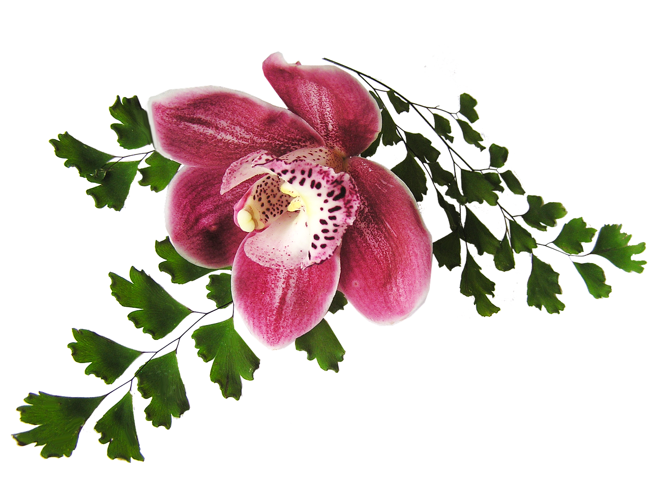 Image - orchid pink with fern