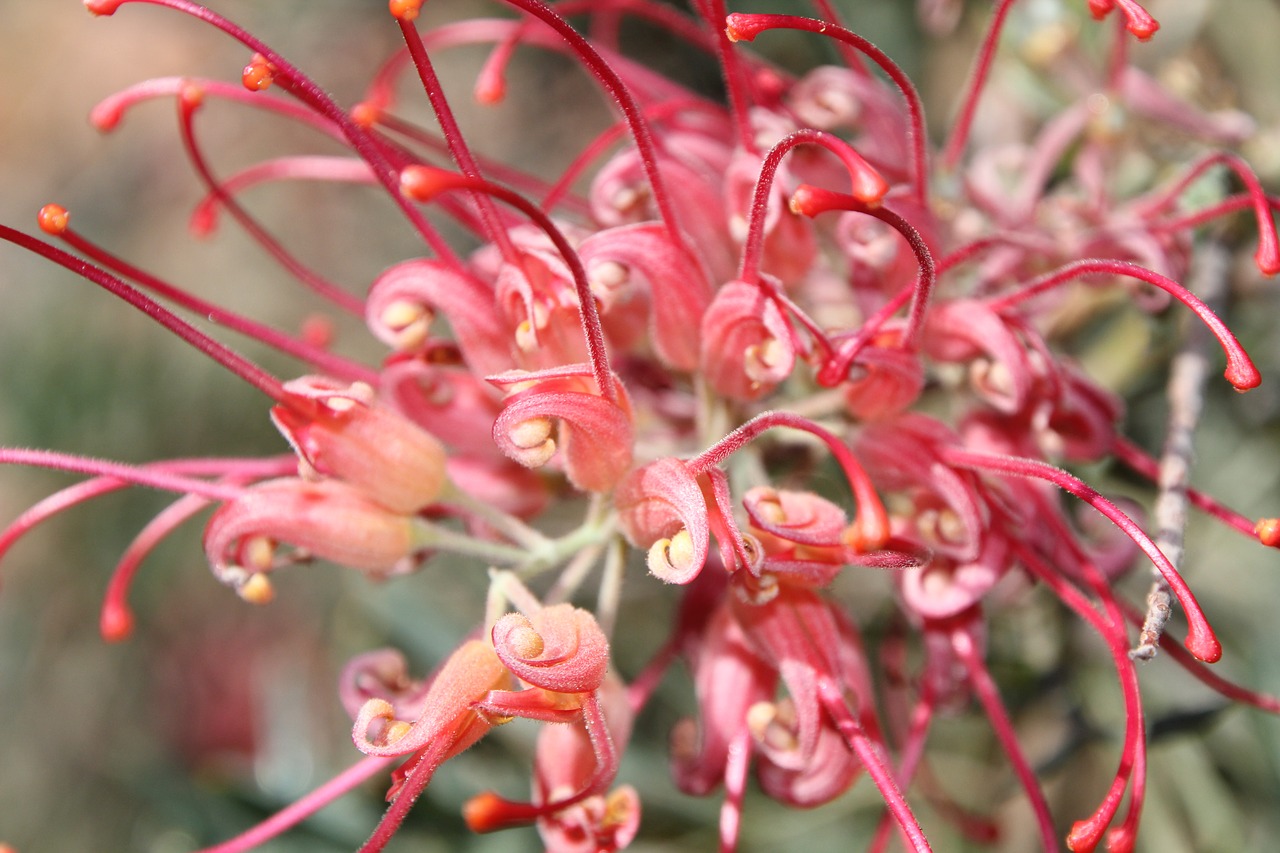 Image - native plant red nature flora