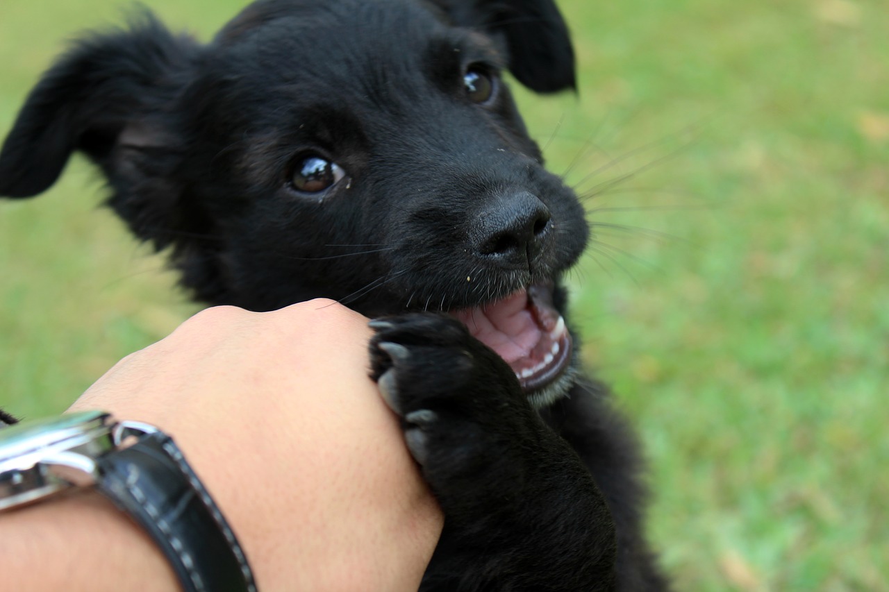 Image - dog puppy playing animal pet