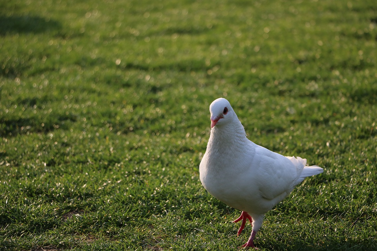 Image - pigeon grassland green natural