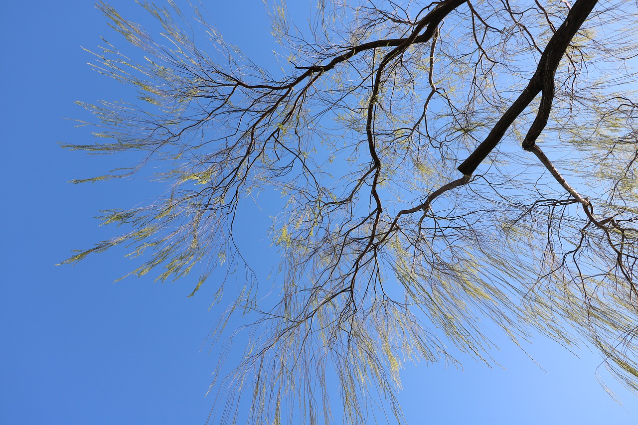 Image - willow blue sky spring living foods