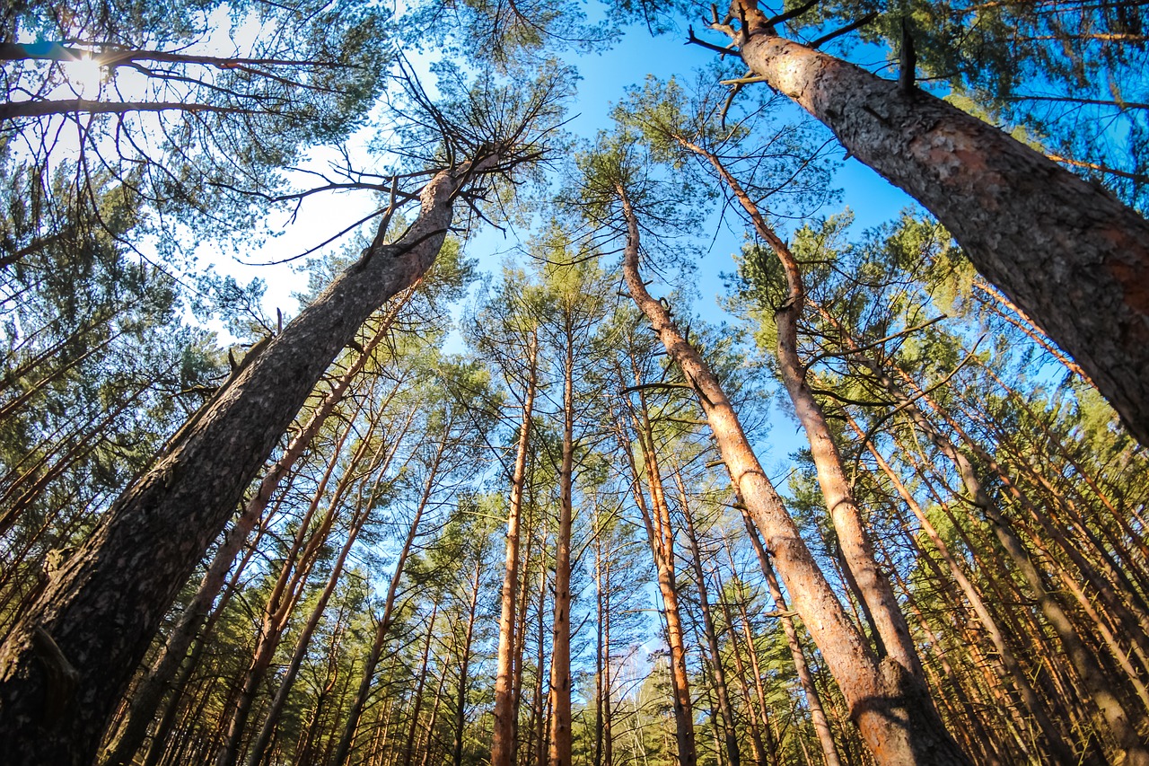 Image - pine forest coniferous summer