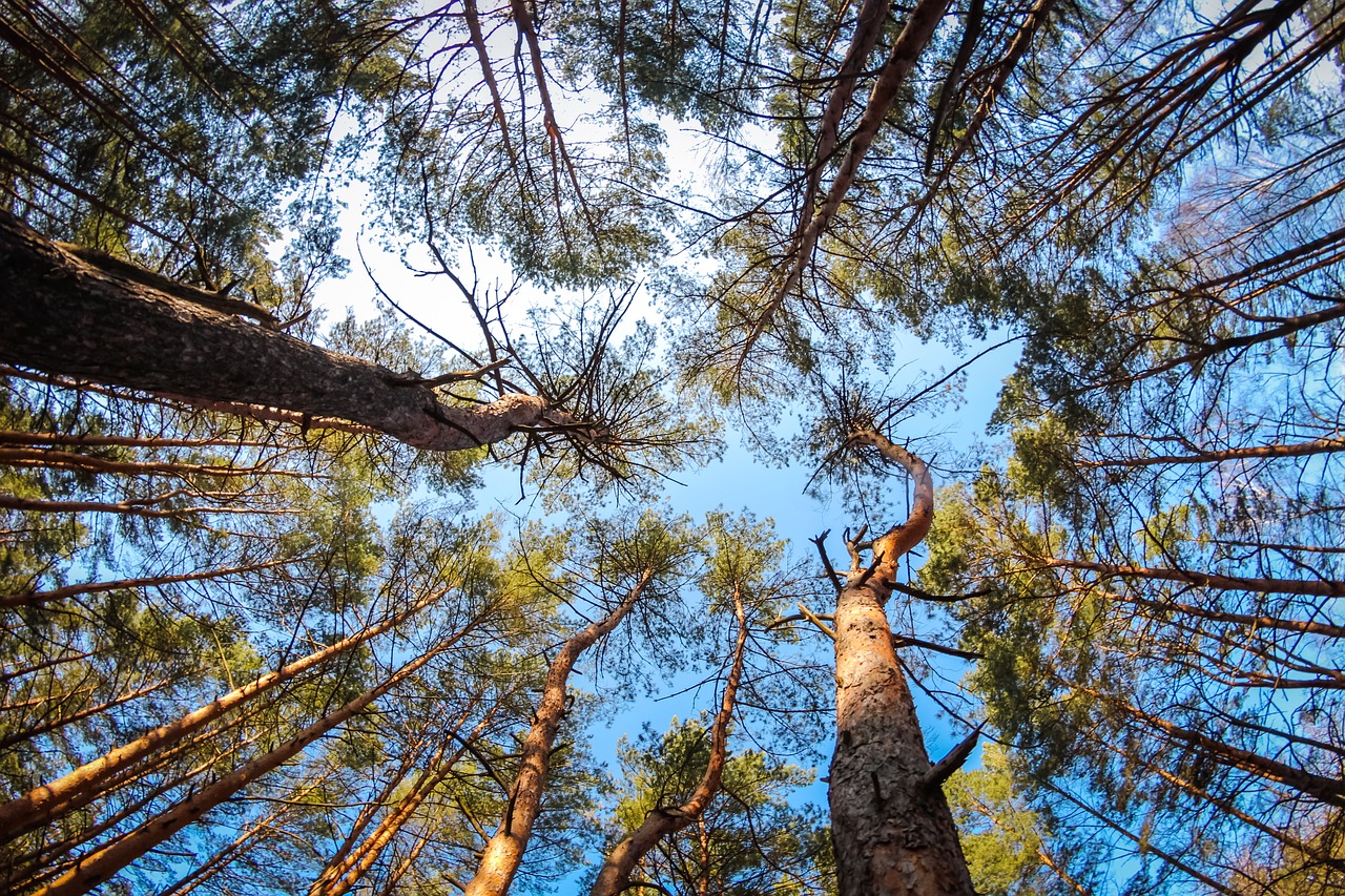 Image - pine forest coniferous summer